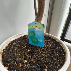 ライム　植木 の画像