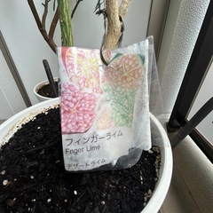ライム　植木 の画像