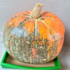 巨大カボチャ(本物)あげます🎃木曜日にしょぶんよて処分予定の画像