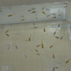 メダカ差し上げますの画像