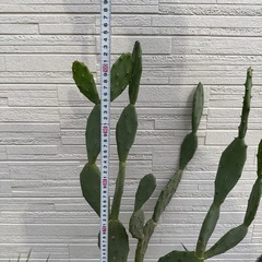 うちわさぼてうちわサボテンの画像