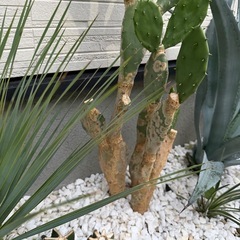 うちわさぼてうちわサボテンの画像