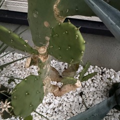 うちわさぼてうちわサボテンの画像