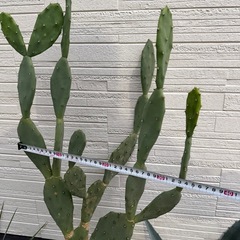 うちわさぼてうちわサボテンの画像