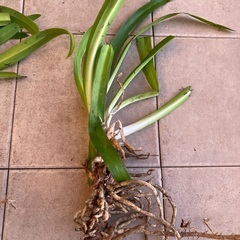 アガパンサス　花苗　3株の画像