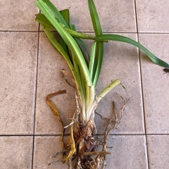 アガパンサス　花苗　3株の画像