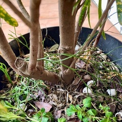 クロトンの画像