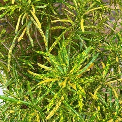 クロトンの画像