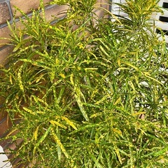 クロトンの画像