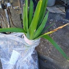 短毛丸（サボテン）、ユッカ、ユキノシタ　いかがでしょうか？２の画像