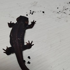 2024cb アメイロイモリの画像