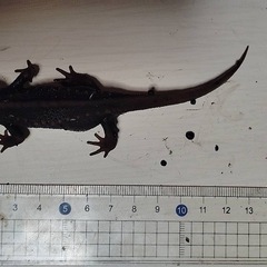 2024cb アメイロイモリの画像