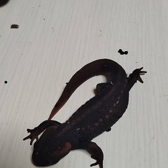 2024cb アメイロイモリの画像