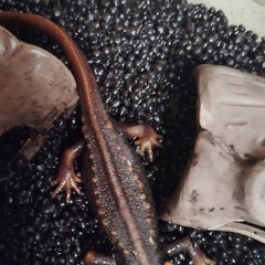 2024cb アメイロイモリの画像