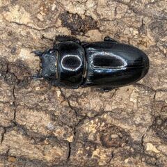 即ブリ可能　国産ヒラタクワガタ3♂2♀の画像