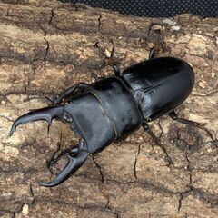 即ブリ可能　国産ヒラタクワガタ3♂2♀の画像