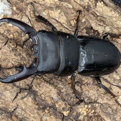 即ブリ可能　国産ヒラタクワガタ3♂2♀の画像