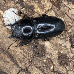 即ブリ可能　国産ヒラタクワガタ3♂2♀の画像