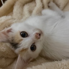 白多めの三毛猫子猫