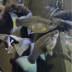 ドイツイエロータキシード(サンセット系)メス２匹の画像