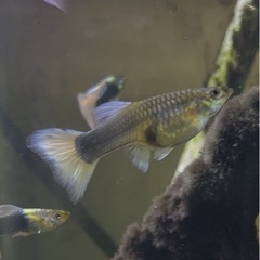 ドイツイエロータキシード(サンセット系)メス２匹の画像