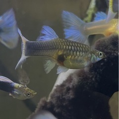 ドイツイエロータキシード(サンセット系)メス２匹の画像