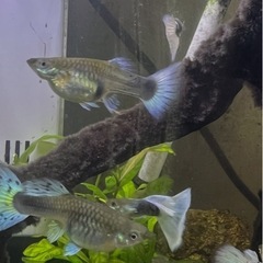 ドイツイエロータキシード(サンセット系)メス２匹の画像