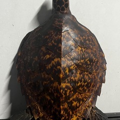ウミガメ 剥製 壁掛け インテリアの画像
