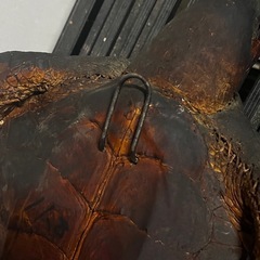 ウミガメ 剥製 壁掛け インテリアの画像
