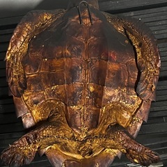 ウミガメ 剥製 壁掛け インテリアの画像
