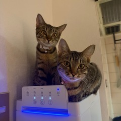 [急募]キジトラ子猫