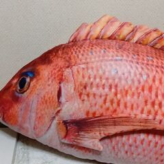 取引予定！　超特大鯛ぬいぐるみ  100cmの画像