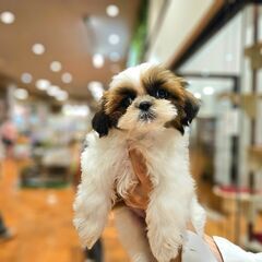 「ペットショップワンラブ」福岡総本店　トリマー募集中の画像