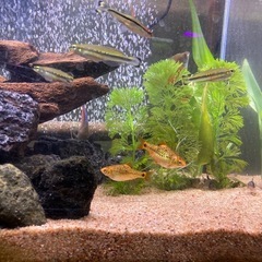 熱帯魚あげます グラミー バルブ モーリーの画像