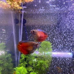 熱帯魚あげます グラミー バルブ モーリーの画像
