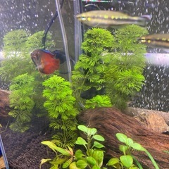 熱帯魚あげます グラミー バルブ モーリーの画像