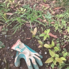 どんぐりの木　苗　潮来市　茨城県　神栖市の画像