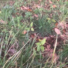 どんぐりの木　苗　潮来市　茨城県　神栖市の画像