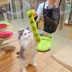 「ペットショップワンラブ」ザ・ファクトリーニシムタ合志店　トリマー募集中の画像