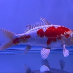 【引取限定】人工餌爆食☆ドイツ錦鯉☆菊水☆19㎝±の画像