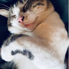 キジシロのオスを探しています【東根市】迷い猫