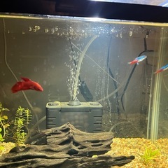 　魚　ペット ベタ　テトラの画像