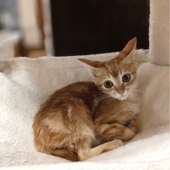 珍しい茶虎のアメショミックスの女の子♡里親会参加します