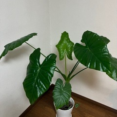 観葉植物🪴グリーンパラソルの画像