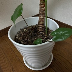 観葉植物🪴グリーンパラソルの画像