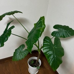 観葉植物🪴グリーンパラソルの画像