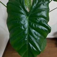 観葉植物🪴グリーンパラソルの画像