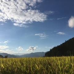 雪若丸さんかく▲玄米！25kg！数量限定！の画像