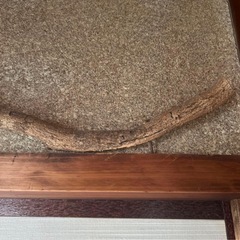 小鳥の止まり木　バードアスレチック　流木　壁掛けとまり木　バードトイ　バードジムの画像