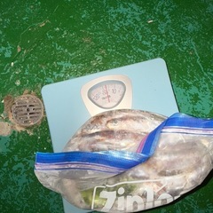 激安釣り餌ミジュン10kg撒き餌の画像